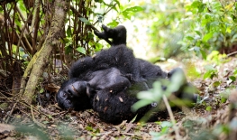 Unexpectedly Trekking Gorillas In Uganda